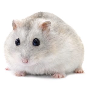 What hamster species should you get?