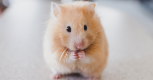  10 Things hamsters love!
